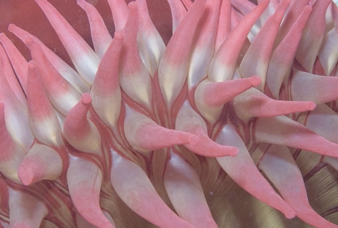 Anemone close-up