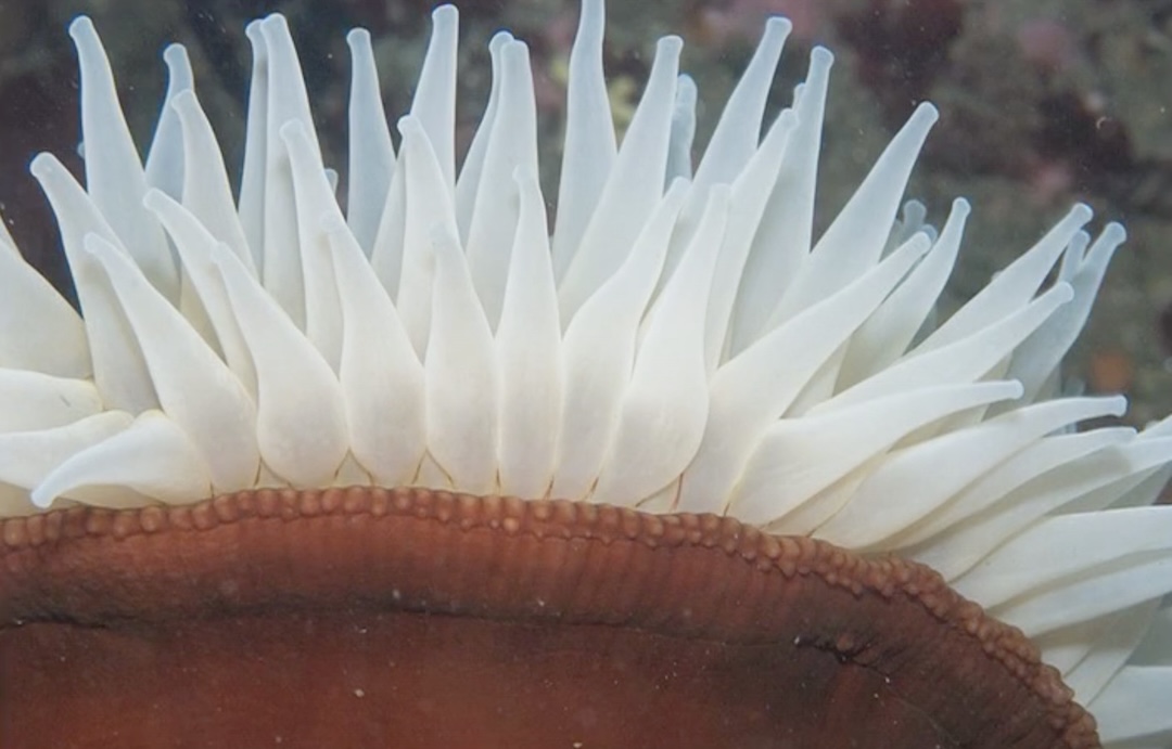 Anemone closeup
