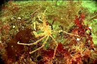 crab underwater