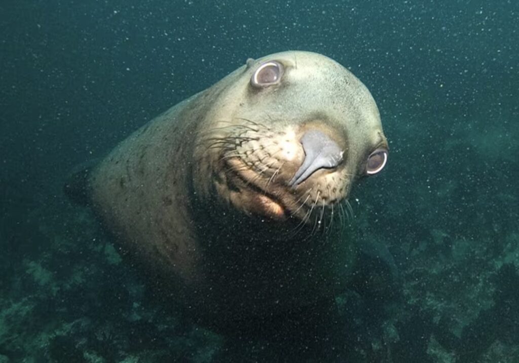 Sealion closeup