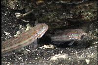 Two gobies, one with its mouth wide open